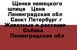 Щенки немецкого шпица › Цена ­ 17 000 - Ленинградская обл., Санкт-Петербург г. Животные и растения » Собаки   . Ленинградская обл.